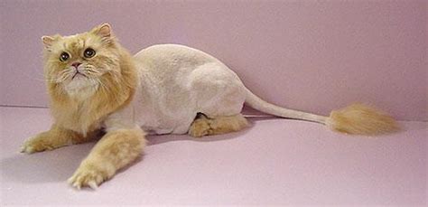 Is This A Cat With A Lion Cut
