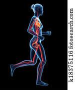 Cardiovascular Fitness Illustrations and Clip Art. 241 cardiovascular fitness royalty free ...