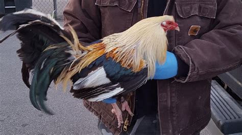 Cockfighting Operation Raided In Wayne County Wchs