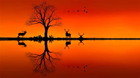 Nature Landscape Animals Trees Sunset Silhouette Birds Photo