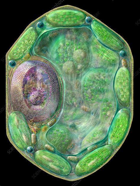 Plant Cell Stock Image B0600063 Science Photo Library