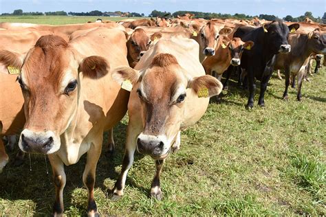 Death Of 100 Cows On Jersey Investigated Dairy Global