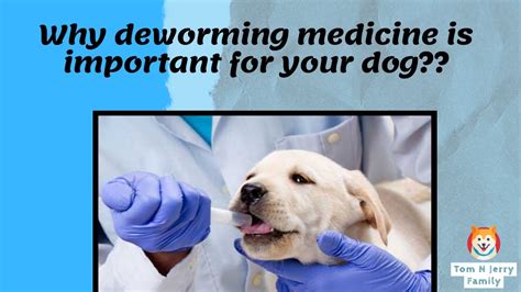 Why Deworming Is Important For Your Dog Deworming Kaise Kare Dog