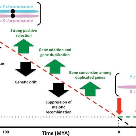 Evolutionary Trajectory Of The Non Recombining Sex Chromosome Using