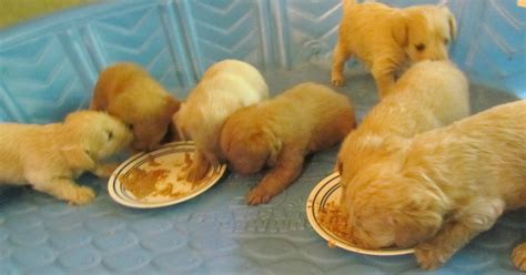 A puppy should start going towards solid food when they are about 3 to 4 weeks old and can be continued until they are 7 to 8 weeks old. Growing Puppies - Virginia Schnoodle Breeder ...