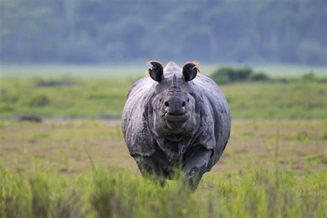 One Horned Rhino Pixahive