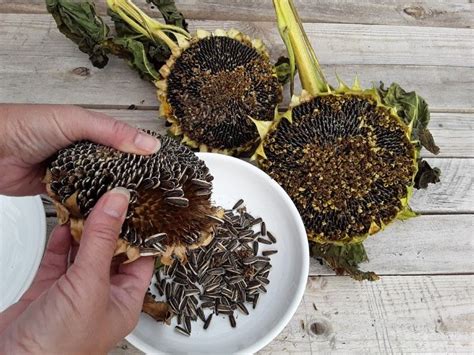 How To Harvest Sunflower Seeds A Helpful Guide With Images