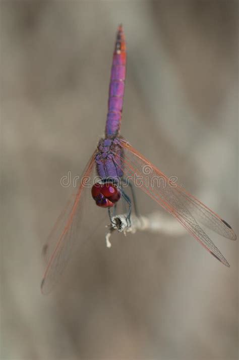 Violet Dropwing Trithemis Annulata On A Branch Stock Photo Image Of