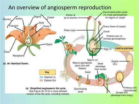 Ppt Angiosperm Reproduction Ch38 Powerpoint Presentation Free