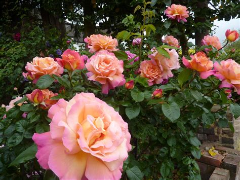 From My Garden Chicago Peace Roof Deck Rose Garden Fauna Florals