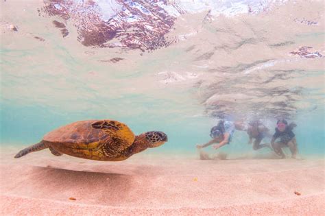 海龟图片 温暖水域中的海龟素材 高清图片 摄影照片 寻图免费打包下载