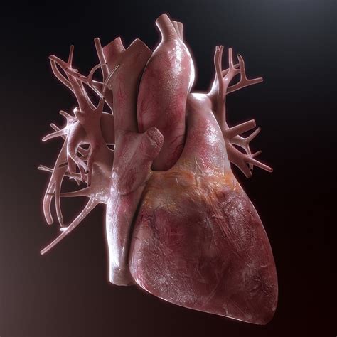Human Heart High Quality 3d Model Cgtrader