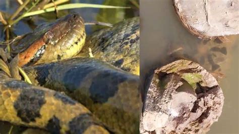 Poisonous Anaconda Attack From Water Lucky Man Gives Light Bulb To