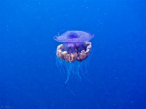 Crown Jellyfish 1 Flickr Photo Sharing