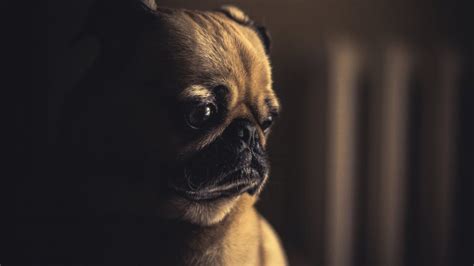 2560x1440 Pug Sad 2048x1152 Resolución Hd 4k Fondo De Pantalla Imagen