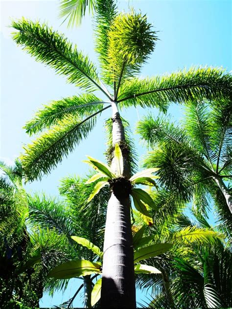 How To Take Care Of Foxtail Palm Trees