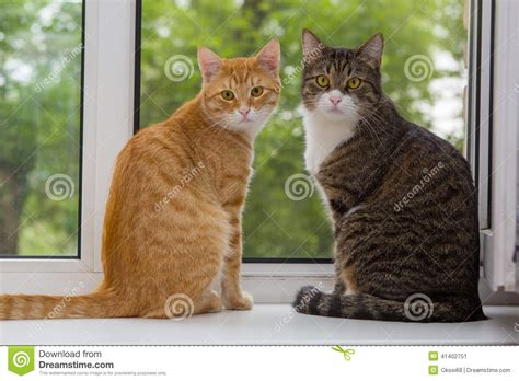 Two Cat Sitting On The Window Sill Stock Image Image Of