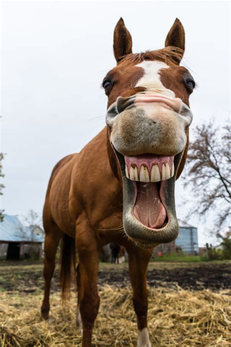 Horse Teeth Images Beautiful Pics Of Barns And Horses