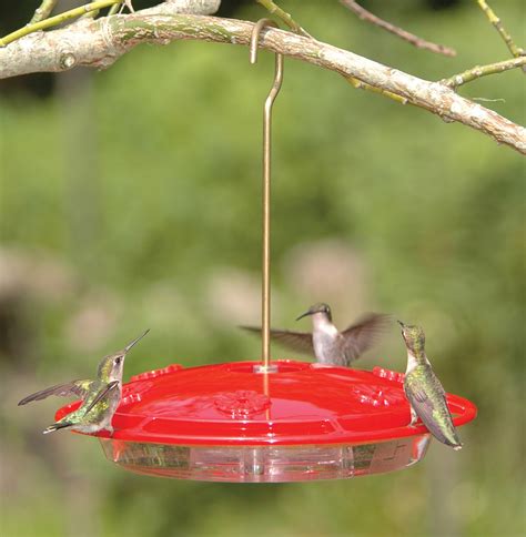 Wild Birds Unlimited 7 Tips To Feeding Birds In The Summer