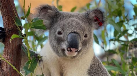 Koalas Vom Aussterben Bedroht Drei Tiere Sollen Artgenossen Retten Stern De