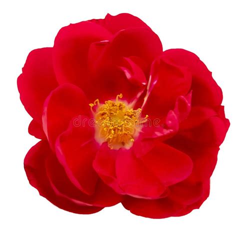 aislante de la rosa del rojo foto de archivo imagen de aislante rosa 96695620