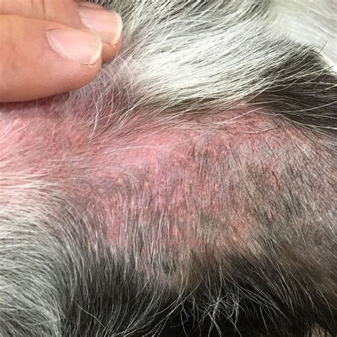 Canine Superficial Pyoderma Dog Skin Allergies Rash On Dogs Belly