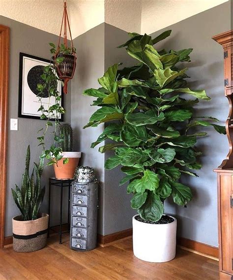 The hot houseplant of the moment (or really, of the last few years), the fiddle leaf fig. Ficus lyrata ~ Fiddle leaf fig | Plant decor, Diy plant ...