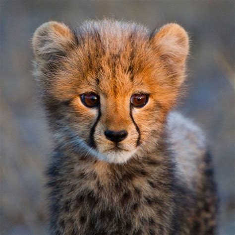 Soooo Adorable Cheetahs Pinterest Cubs Baby