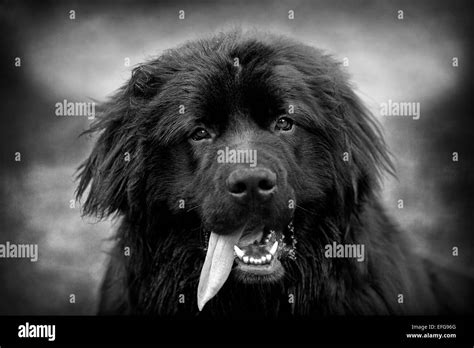 Portrait Of Newfoundland Dog With Tongue Sticking Out Stock Photo Alamy