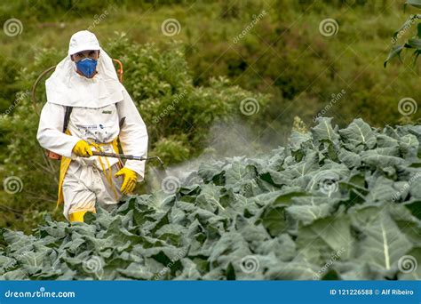Manual Pesticide Sprayer In Lettuce Editorial Stock Photo Image Of