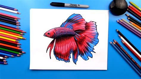 For boys and girls, kids and adults, teenagers and toddlers, preschoolers and older kids at school. How To Draw A Realistic Betta Fish - Art For Kids Hub