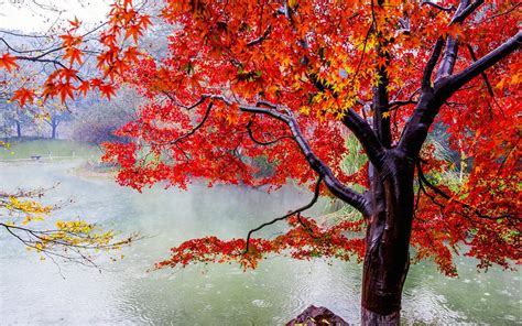 Beautiful Autumn Maple Leaf Fresh Photography Rain
