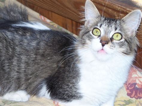 My Rescued Kitties - Fanpop Pets Photo (742148) - Fanpop