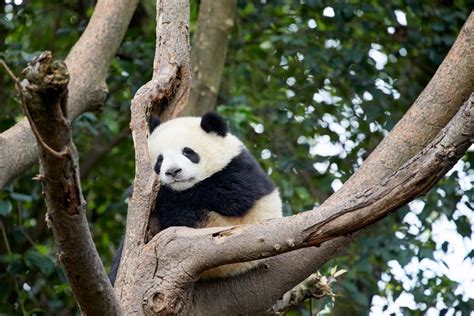 Baby Panda Sleeping On The Tree 8423864344500x3000 Acupunctuur