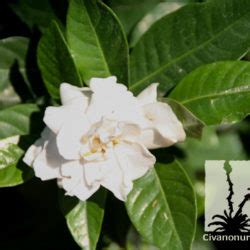 Gardenia veitchii growing in pots in full sun in coastal southern california. Everblooming Gardenia - Gardenia jasminoides 'Veitchii ...