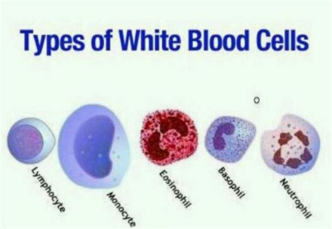 White Blood Cells Structure Function Types And How They Are Formed In