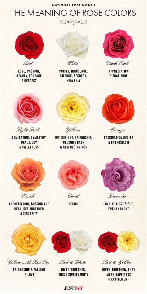 There are a lot of variations of the pink rose. National Rose Month: The Meaning of Rose Colors | Rose ...