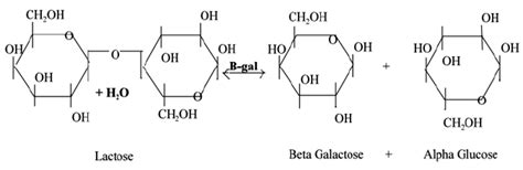 β Eta Galactosidase Function Download Scientific Diagram