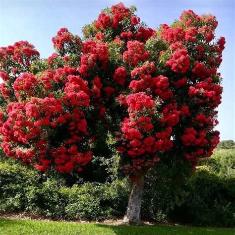 Corymbia Ficifolia Red Flowering Gum Blerick Tree Farm