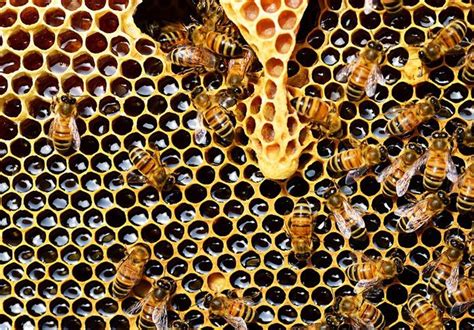 Starting Your Own Beekeeping Business Petsourcing