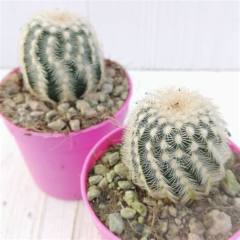 The tea and spice plantations, as well as increasing construction and widening of roads, has taken over the land where these flowers might have otherwise bloomed. Echinocereus carmenensis - Giromagi Cactus and Succulents