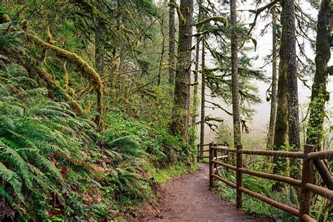 Foggy Forest Trail By Stocksy Contributor Nicolesy Inc Stocksy