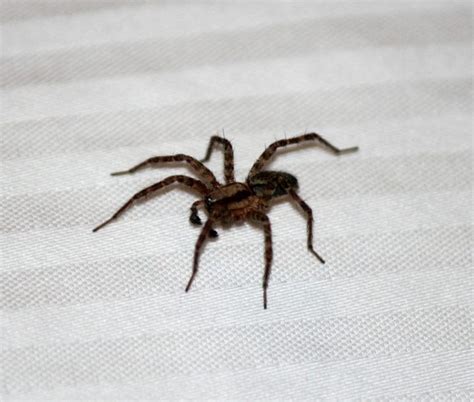 Most Common Spiders Found In Pennsylvania And Are They Poisonous