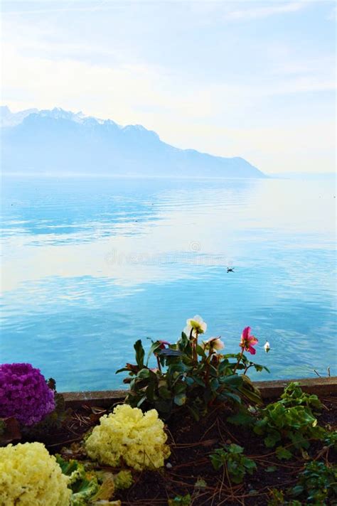 Lake Geneva And Colorful Flowers In Switzerland Europe Stock Photo