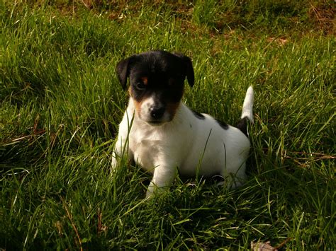 Have two male and two female puppies. Long haired Jack Russell puppies | Fowey, Cornwall ...