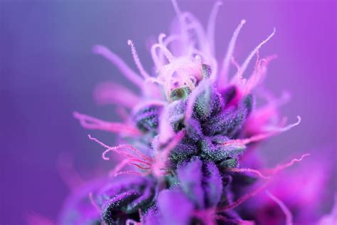 Purple Cannabis Flower Why Its So Popular And How To Grow It Mary