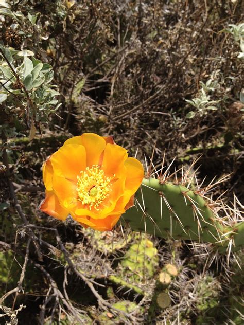 Maybe you would like to learn more about one of these? Cactus flower - Laguna Beach, CA | Cactus flower, Cactus ...