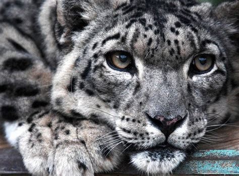 Snow Leopard No Longer Endangered Bbc News