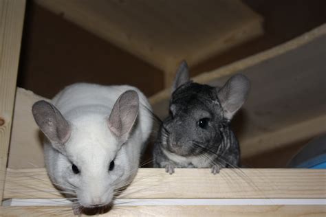 Bau eines Chinchilla Käfig Bauanleitung zum selber bauen | Chinchilla