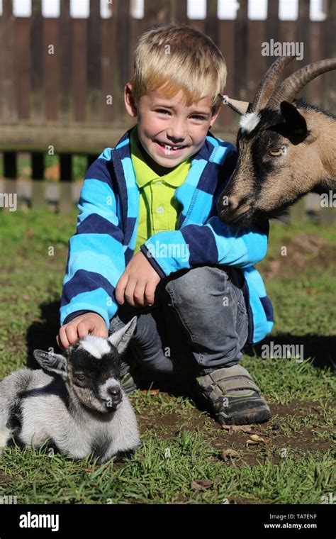 Boy And Goats Stock Photo Alamy